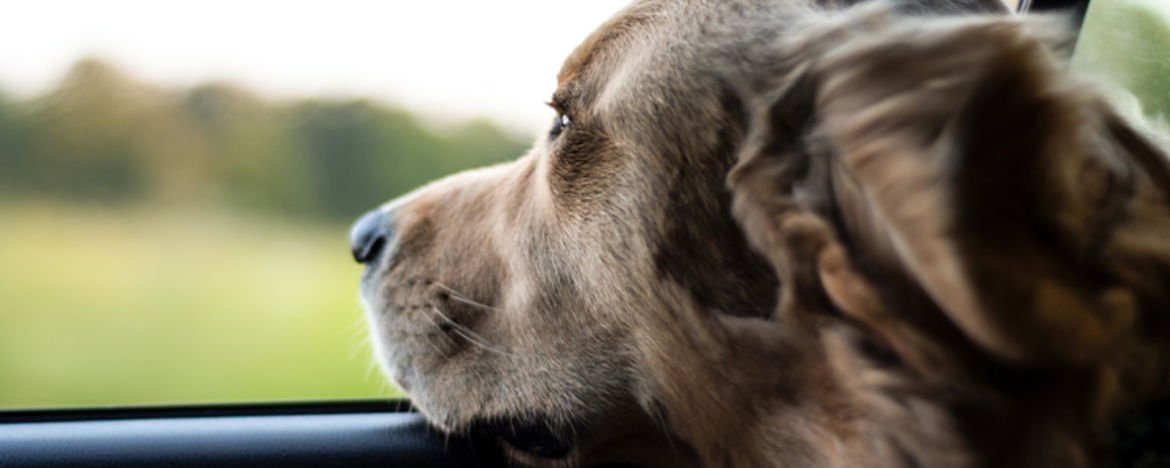 how do i prepare my dog for a long road trip